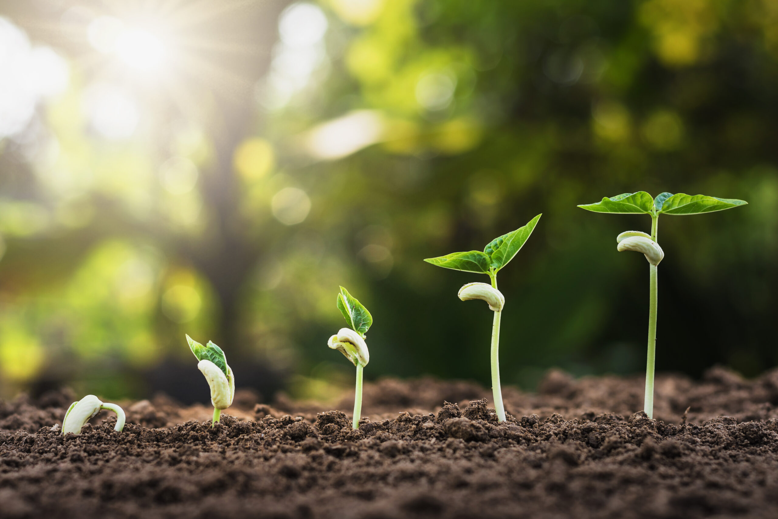 Chegar à Raiz da Doença de Huntington: Uma Abordagem Baseada em Plantas