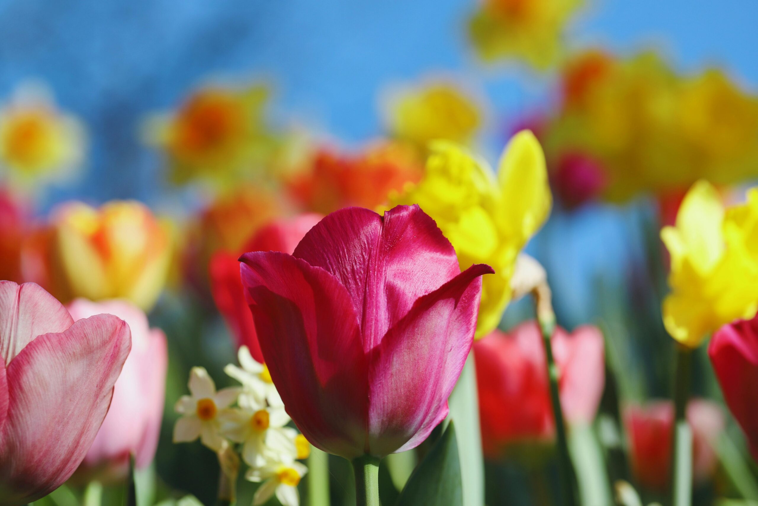tulipa cor-de-rosa e açafrão num céu azul